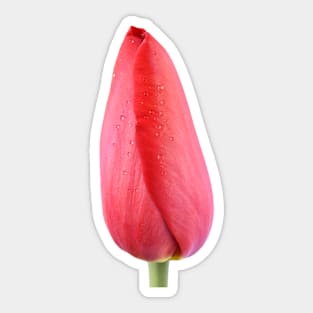 Tulipa &#39;Sky High Scarlet&#39; Single Late Tulip Sticker